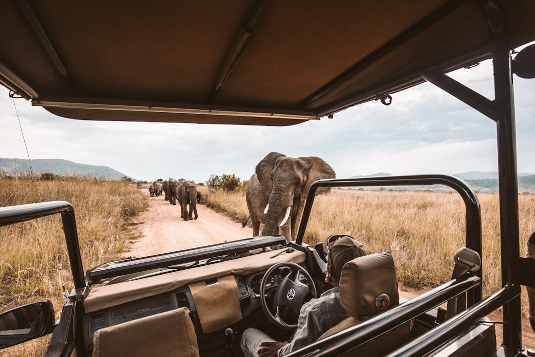 safari wildlife africa