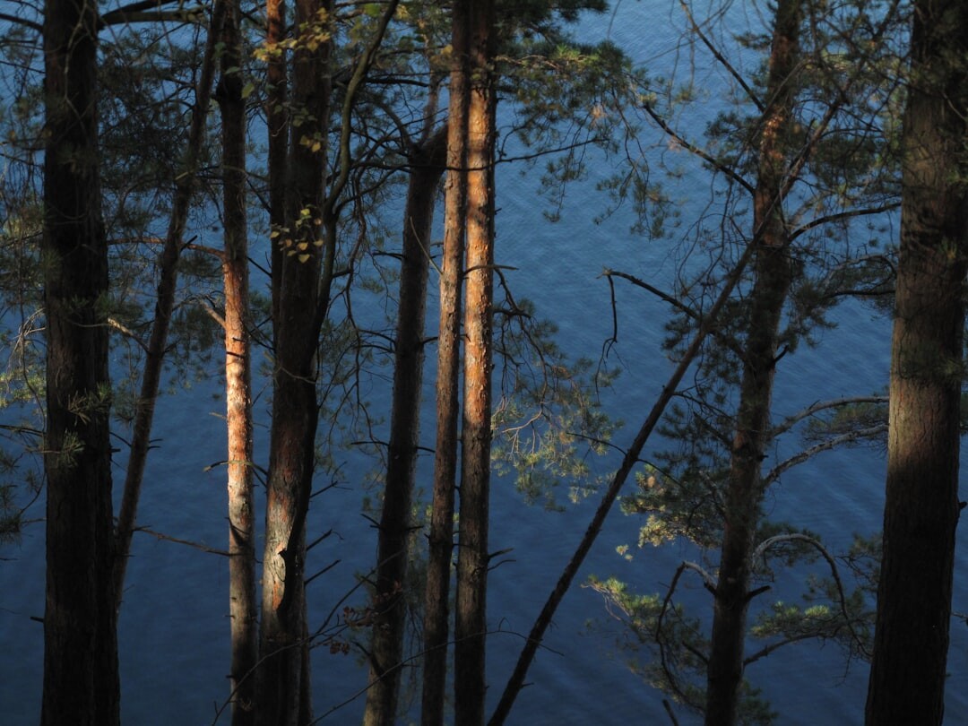 celebrity by lake in woods